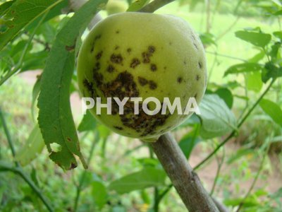 Xanthomonas arborícola pv. pruni